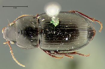 Media type: image;   Entomology 25669 Aspect: habitus dorsal view
